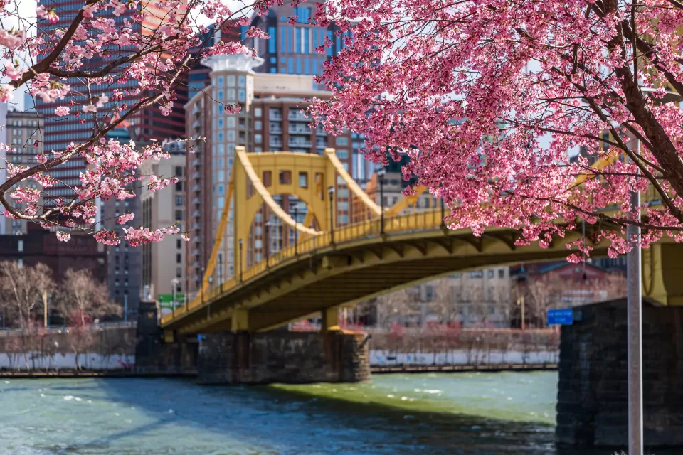 One of Pittsburgh’s bridges is visible through cherry blossoms, with downtown high-rises in the background.